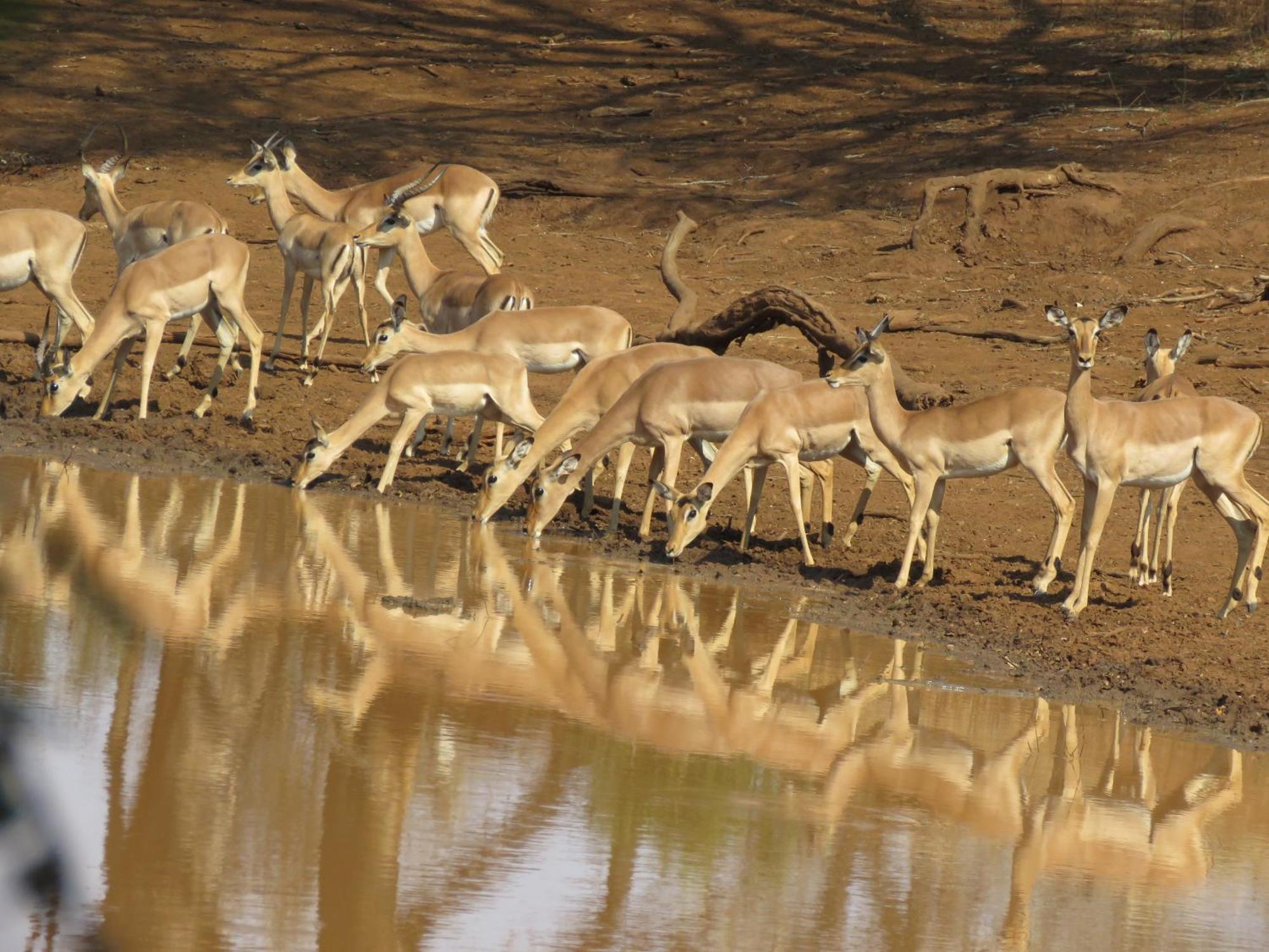 Sable Creek Safari Lodge Tzaneen Εξωτερικό φωτογραφία