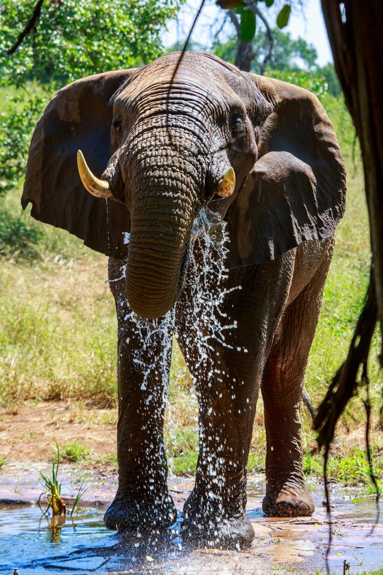 Sable Creek Safari Lodge Tzaneen Εξωτερικό φωτογραφία