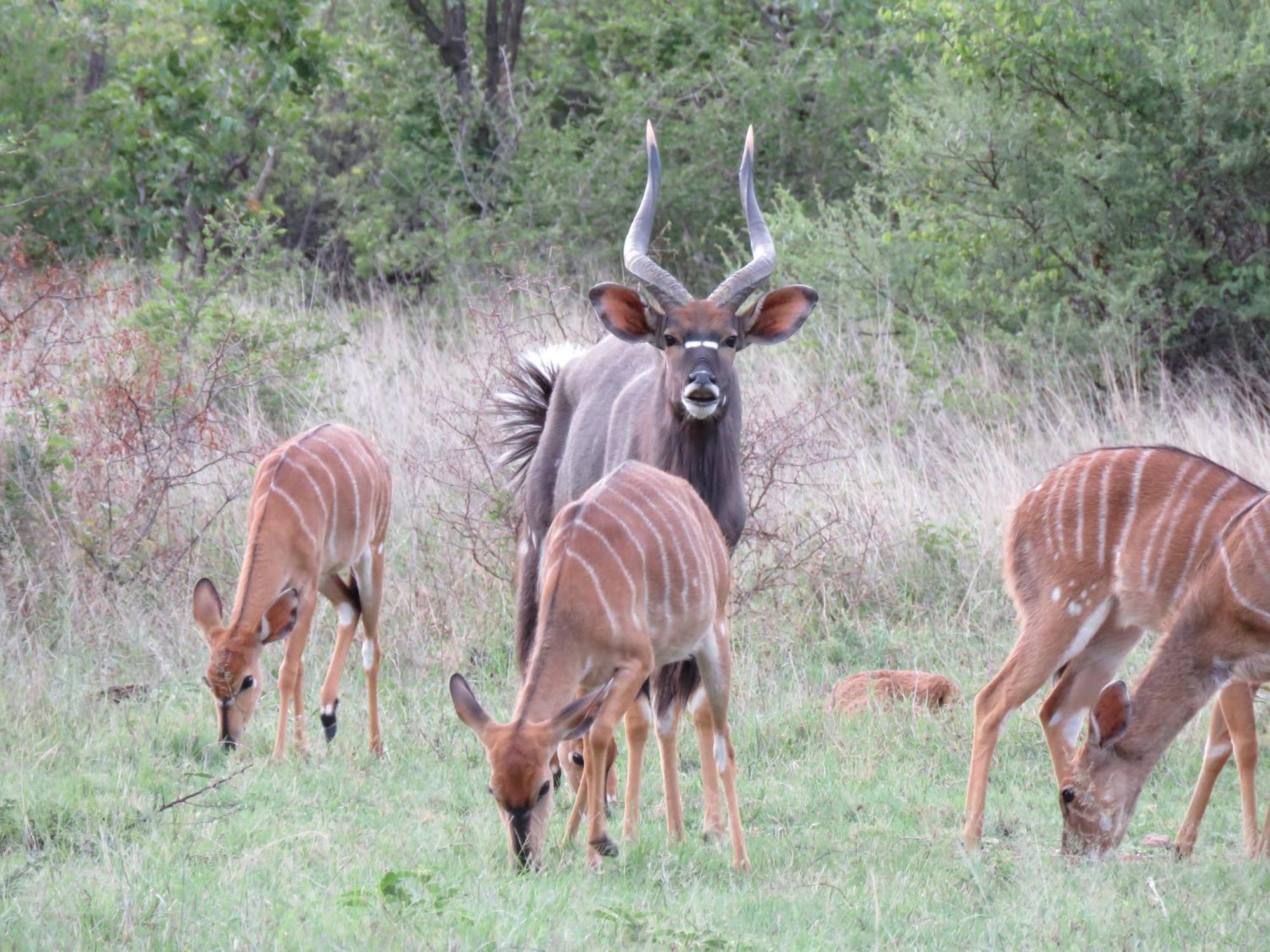 Sable Creek Safari Lodge Tzaneen Εξωτερικό φωτογραφία