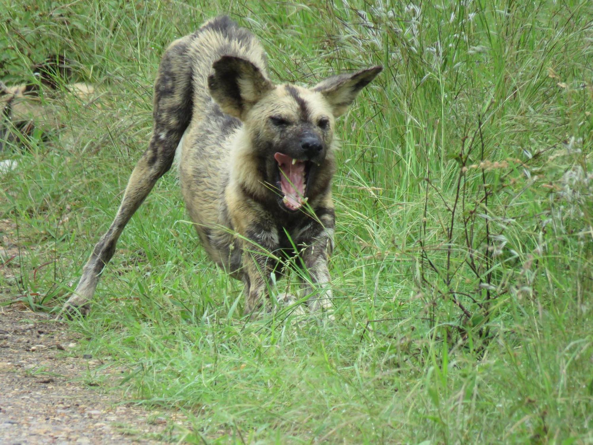 Sable Creek Safari Lodge Tzaneen Εξωτερικό φωτογραφία