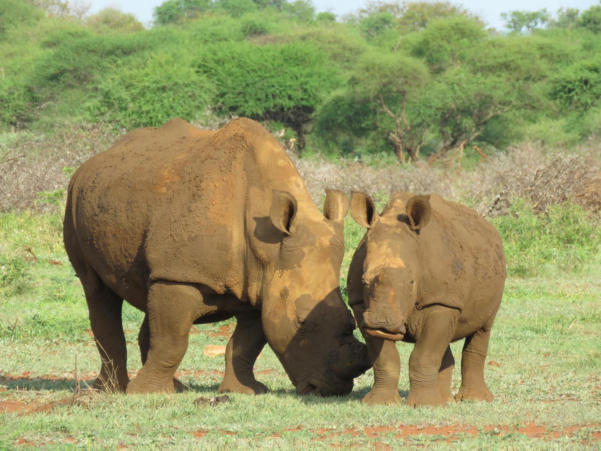 Sable Creek Safari Lodge Tzaneen Εξωτερικό φωτογραφία